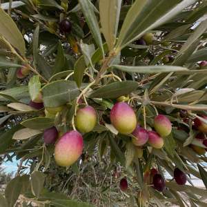 Aragon Olive Oil Visit & Tasting Experience