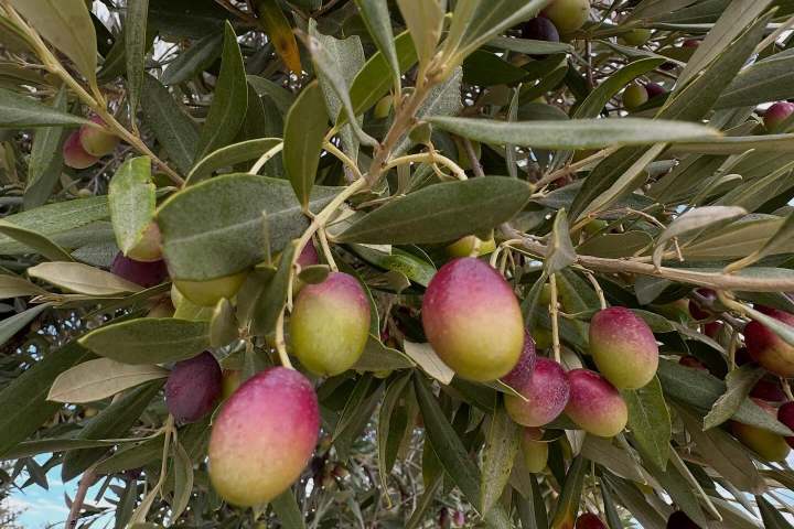 Aragon Olive Oil Visit & Tasting Experience