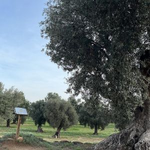 Aragon Matarranya Olive Oil Tasting Experience