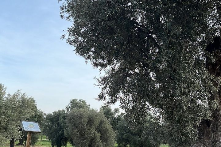 Aragon Matarranya Olive Oil Tasting Experience