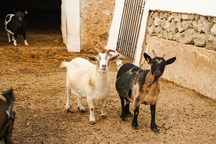 Menorca Farm Tour with Equestrian Experience