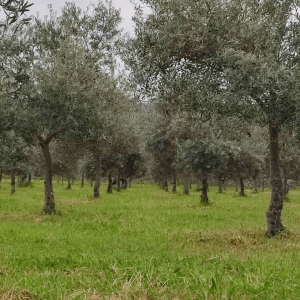 Extremadura A Day On The Farm Experience