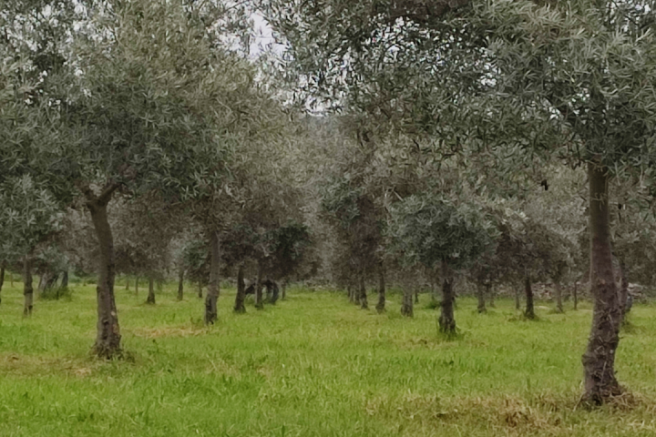 Extremadura A Day On The Farm Experience