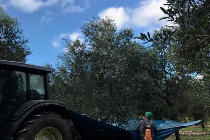 Mallorca Visit & Tasting Experience