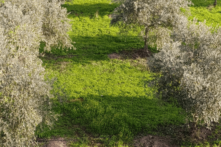 Extremadura A Day On The Farm Experience