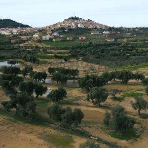 Aragon Matarranya Olive Oil Tasting Experience