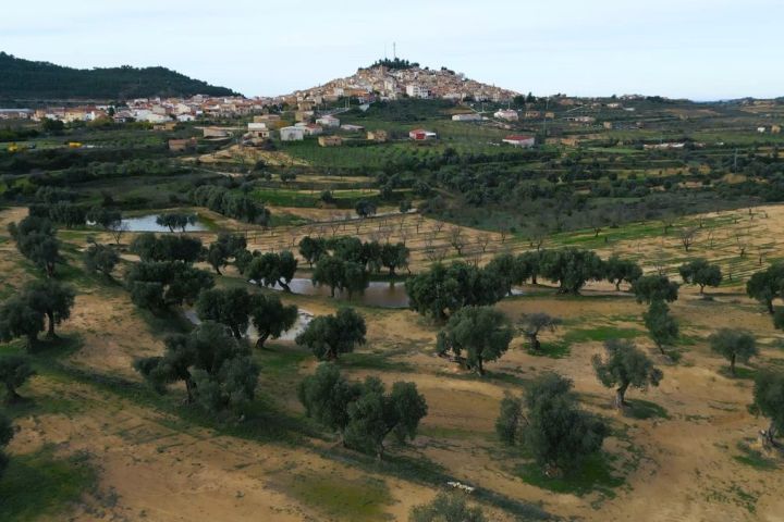 Aragon Matarranya Olive Oil Tasting Experience