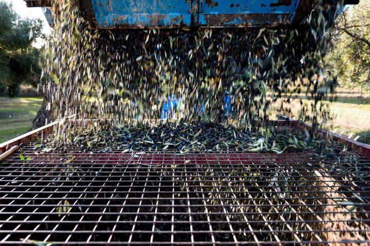 Aragon Matarranya Olive Oil Tasting Experience