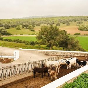 Menorca Farm Tour with Equestrian Experience