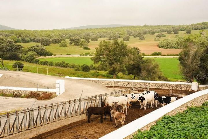 Menorca Farm Tour with Equestrian Experience