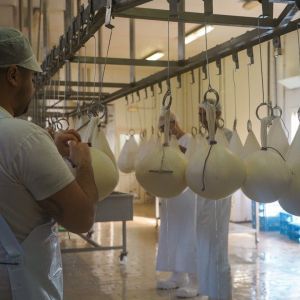 Workers in white uniforms hanging cheese in a dairy processing facility.