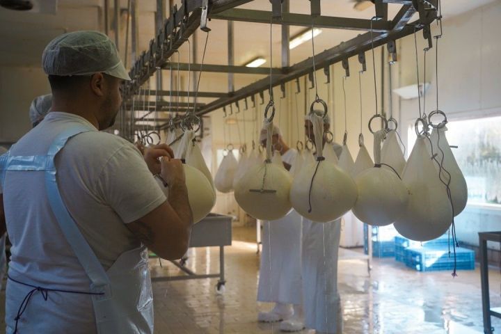 Workers in white uniforms hanging cheese in a dairy processing facility.