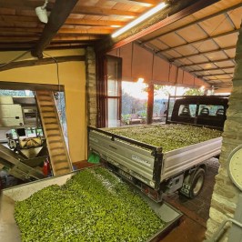 Florence Olive Mill Tour