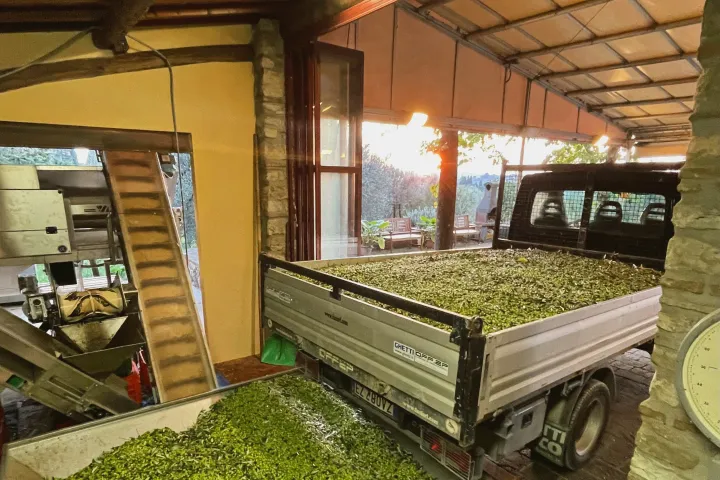 Florence Olive Mill Tour