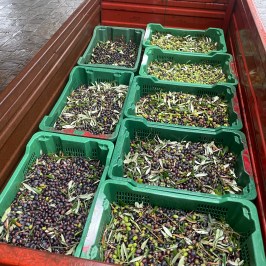 Florence Olive Mill Tour