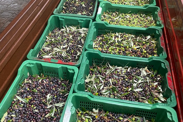 Florence Olive Mill Tour