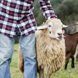 Basque Shepherd For a Day Experience