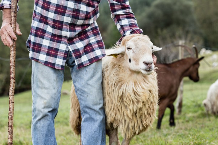 Basque Shepherd For a Day Experience