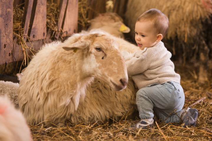 Basque Shepherd For a Day Experience