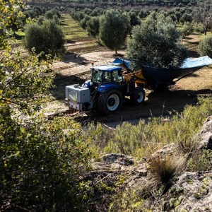 Aragon Matarranya Olive Oil Tasting Experience