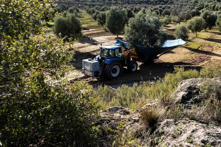 Aragon Matarranya Olive Oil Tasting Experience