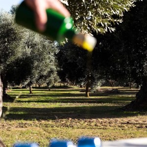 Aragon Matarranya Olive Oil Tasting Experience