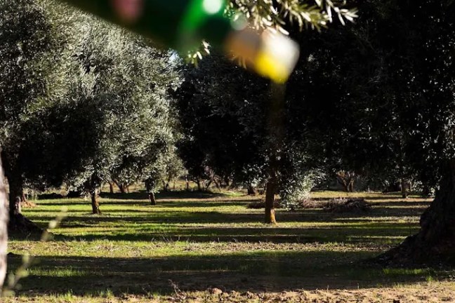 Aragon Matarranya Olive Oil Tasting Experience