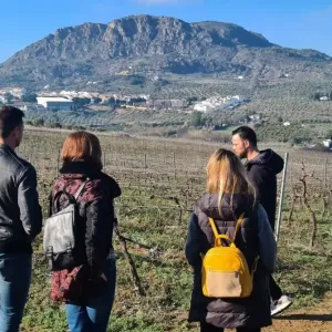 Malaga Organic Wine Tour Experience