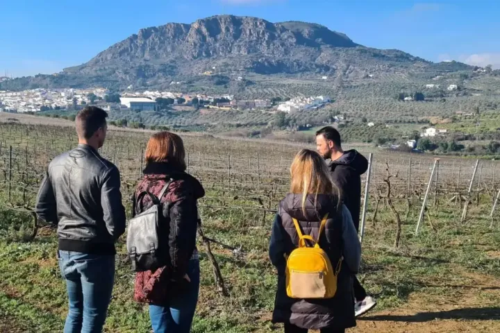 Malaga Organic Wine Tour Experience