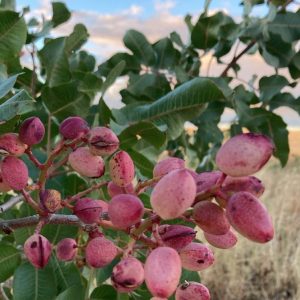 Pistachio & Sheep Tour