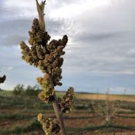 Pistachio & Sheep Tour