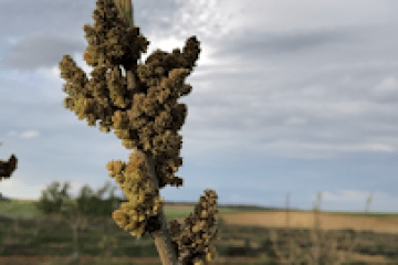 Pistachio & Sheep Tour