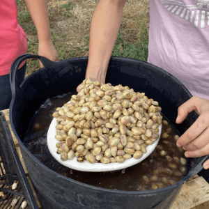 Pistachio & Sheep Tour