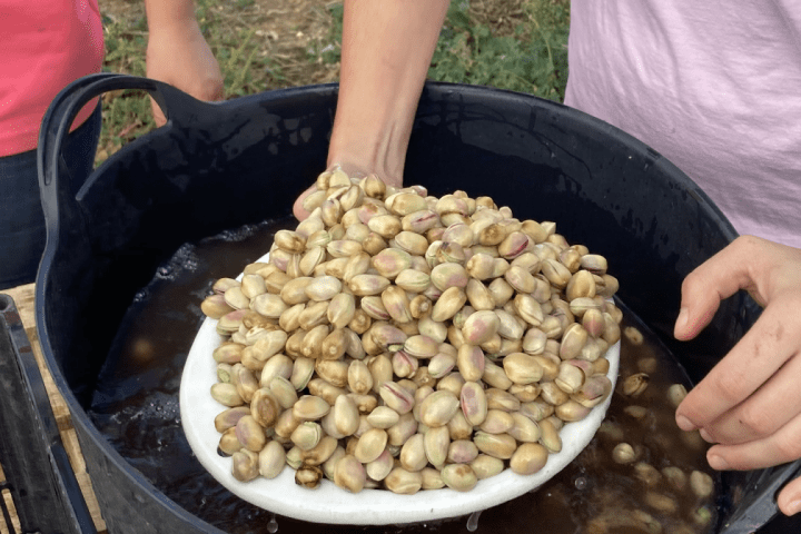 Pistachio & Sheep Tour