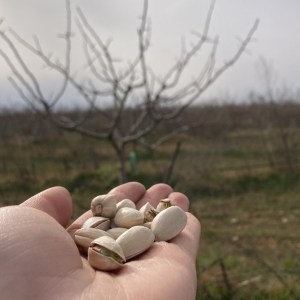 Pistachio & Sheep Tour