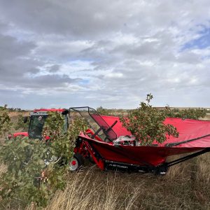 Pistachio & Sheep Tour