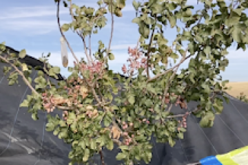 Pistachio & Sheep Tour