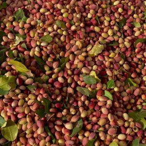 Pistachio & Sheep Tour