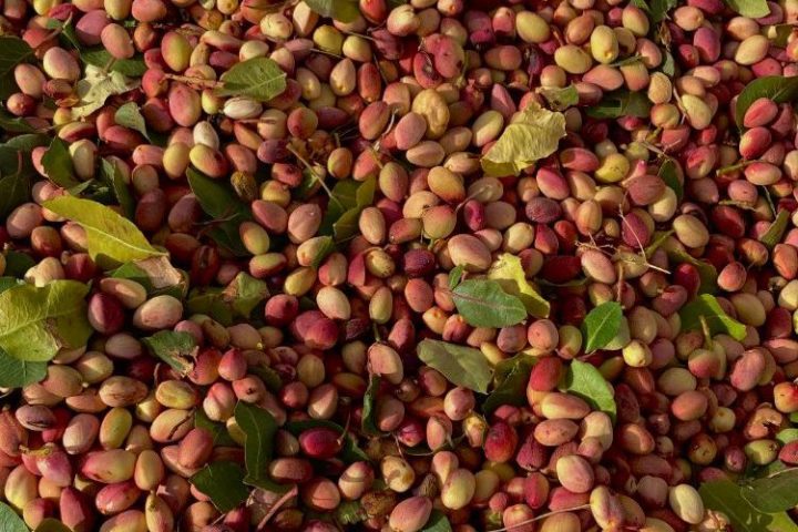 Pistachio & Sheep Tour