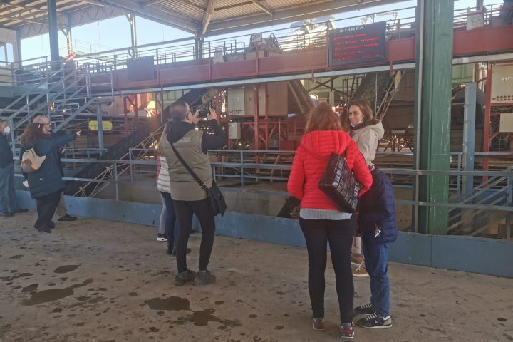 Jaén Olive Oil Guided Tour Experience