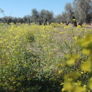 Ciudad Real Olive Oil Tour & Tasting Experience