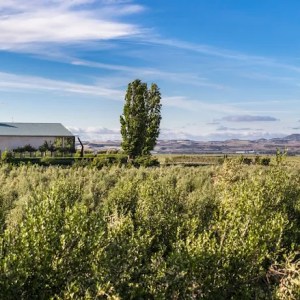 Navarra Guided Tour & Olive Oil Tasting Experience