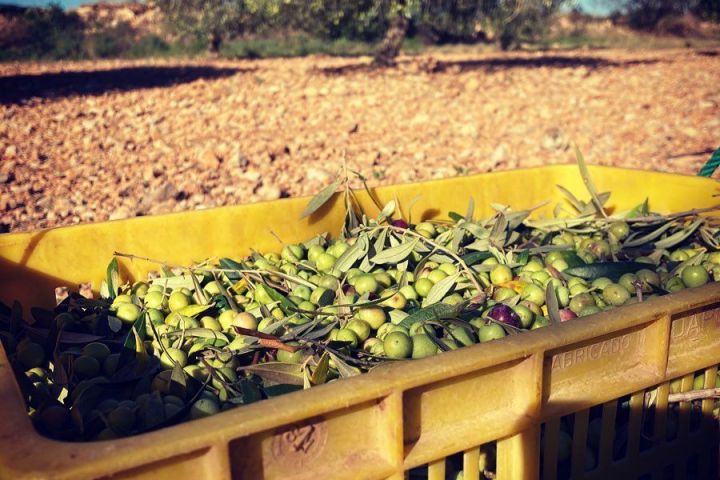 Aragon Matarranya Olive Oil Tasting Experience