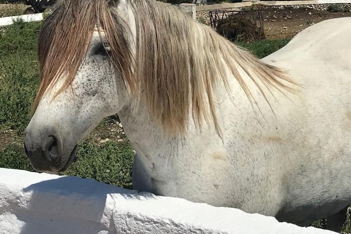 Menorca Farm Tour with Equestrian Experience