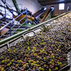 Aragon Olive Oil Tasting Experience