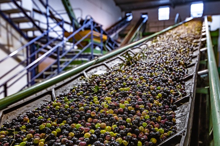 Aragon Olive Oil Tasting Experience