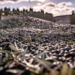 Aragon Olive Oil Tasting Experience