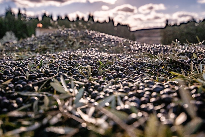 Aragon Olive Oil Tasting Experience