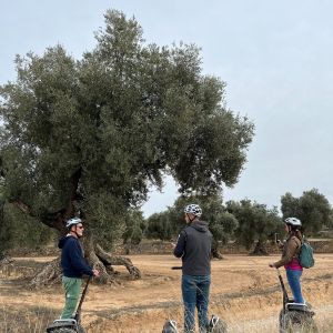 Aragon Matarranya Olive Oil Tasting Experience