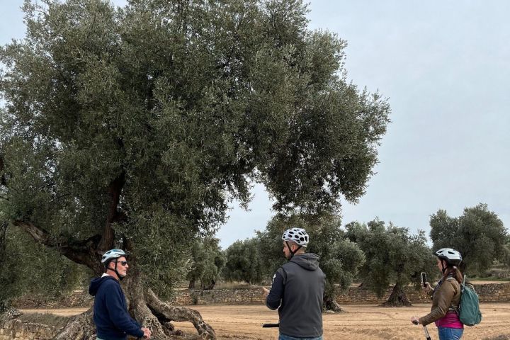 Aragon Matarranya Olive Oil Tasting Experience